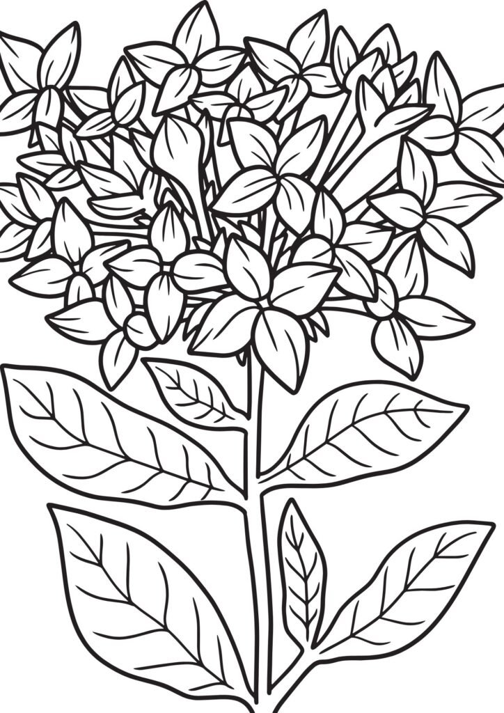 Flower Printable Colouring Pages