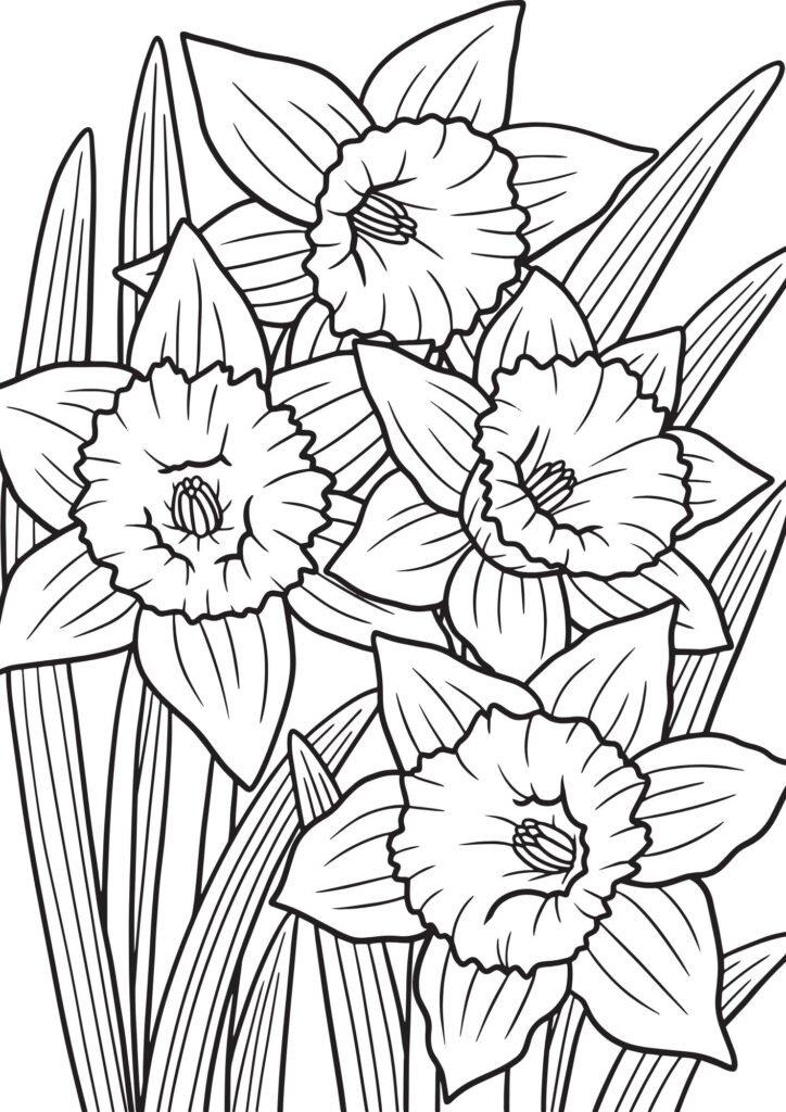color pages roses