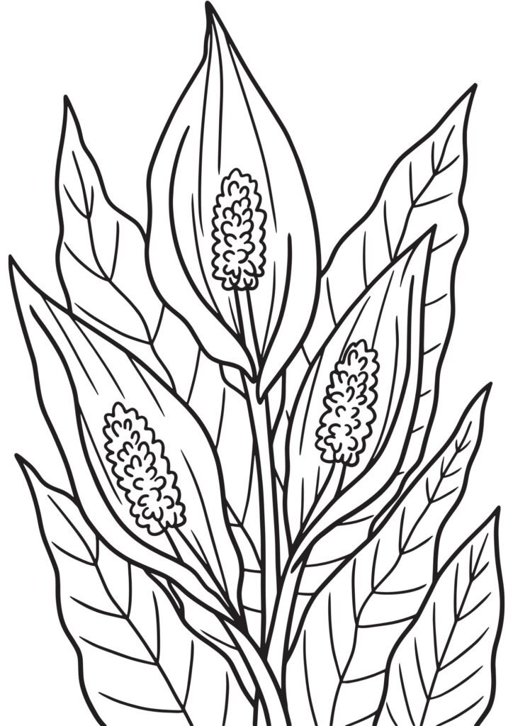 hibiscus flower drawing