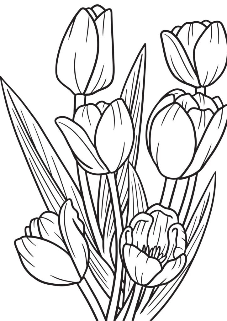 lily flower drawing