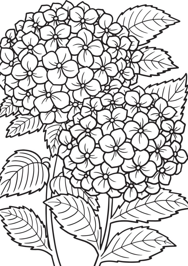 poppy flower drawing