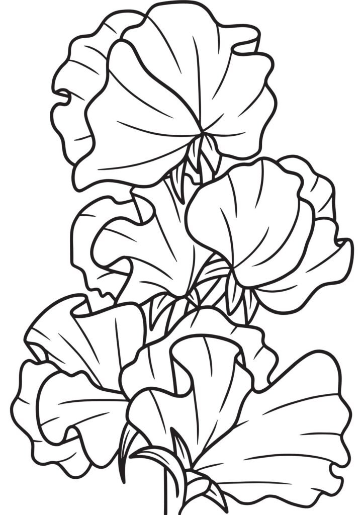 white colour flowers